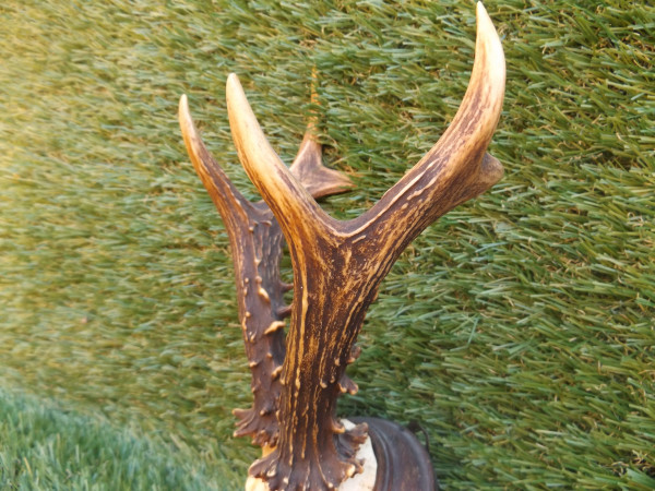 SONDERAKTION Reh Bock Trophäe Geweih Gehörn