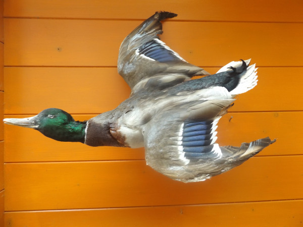 Enten (Erpel) Vollpräparat