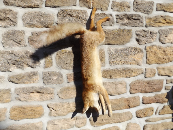 Fuchs Präparat hängend