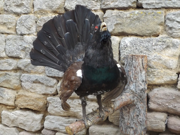 Auerhahn Präparat