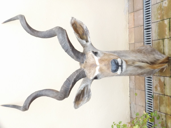 Großer Kudu Kopfschulterpräparat
