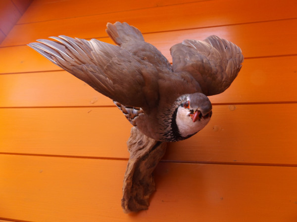 Rot Huhn