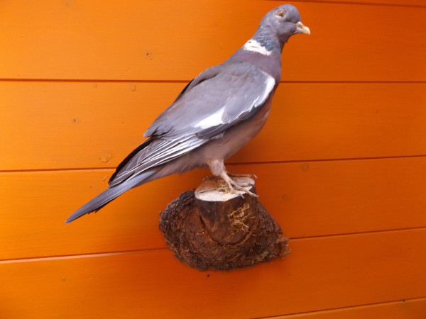 Wildtaube-Vollpräparat