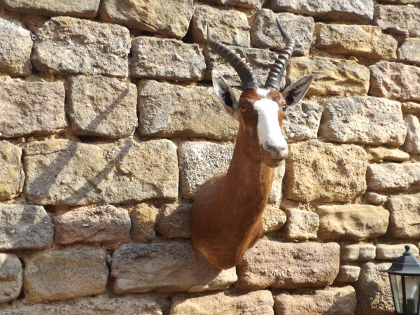 Blessbock