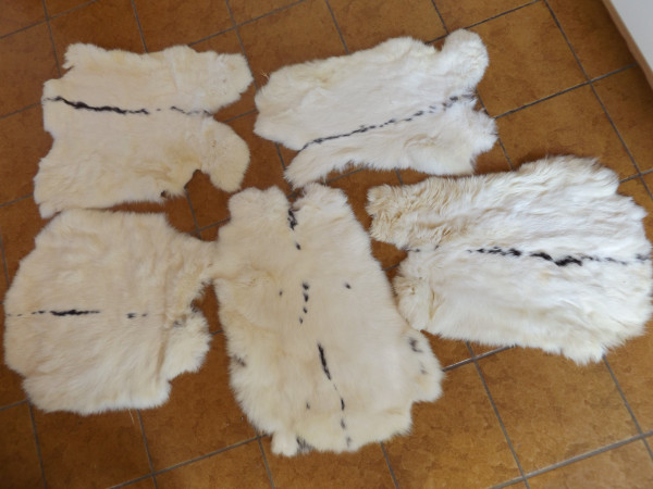 Kaninchenfelle / Hasenfelle 5-er-Set