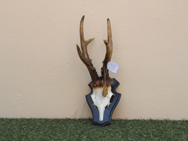Reh Bock Trophäe Geweih Gehörn kapital 6er 467g netto