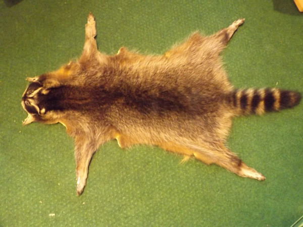 Waschbär Fell