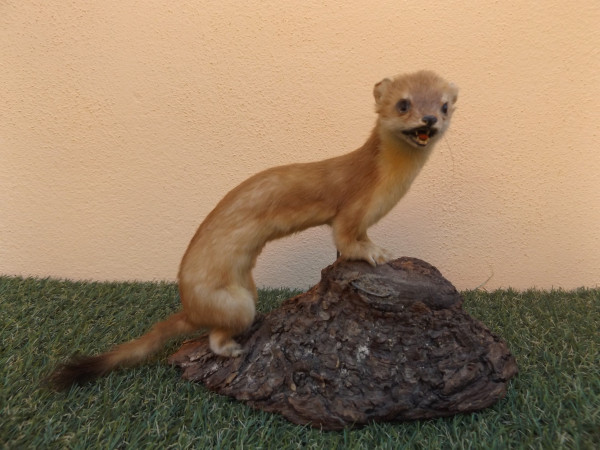 Wiesel groß Vollpräparat