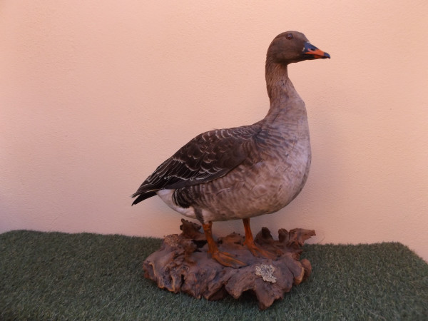 Graugans Vollpräparat