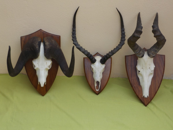 Trophäe 3-er Set Afrika