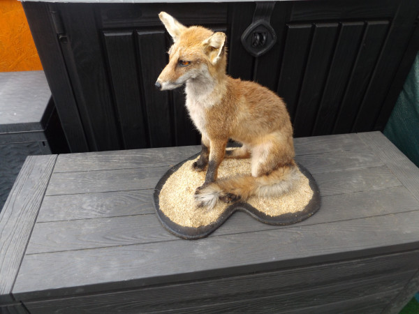 Fuchs sitzend auf Brett