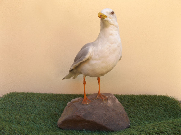 Möwe Vollpräparat