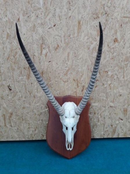 Wasserbock Trophäe