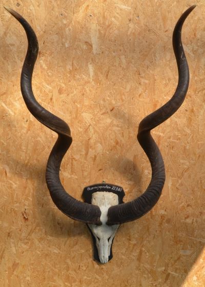 Kudutrophäe