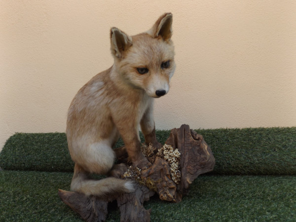 Jungfuchs-Vollpräparat