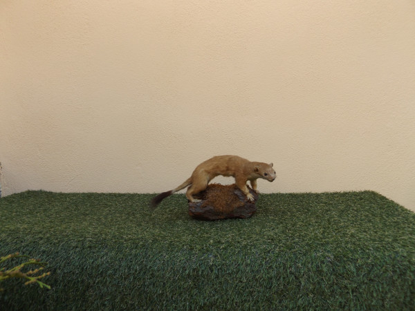 Wiesel Vollpräparat