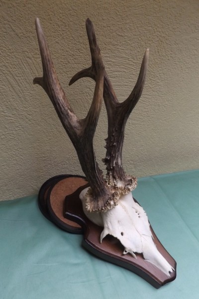 Rehbocktrophäe auf Brett, Sechser