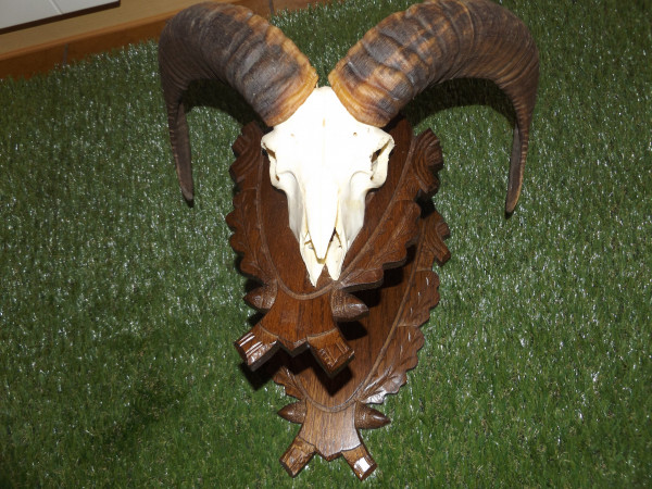 Mufflon-Trophäe wandfertig auf handgeschnitztem Brett