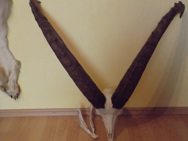 Alpen Steinbock mit ganzem Schädel