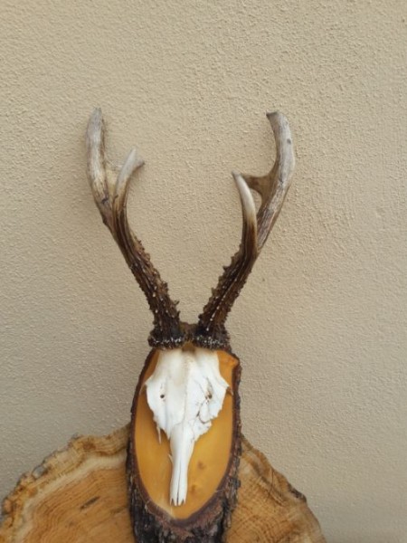 Rehbocktröphäe