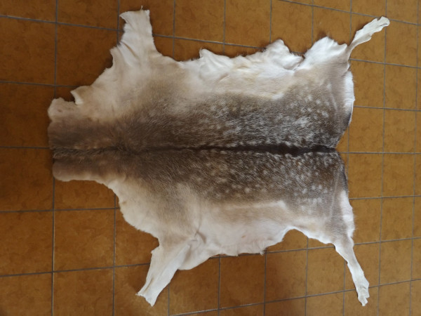 Damwildfell, frisch gegerbt