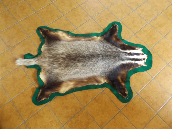 Dachsfell(Schwarte) auf grünem Filz