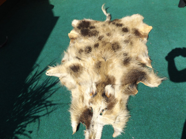 Wildschweinfell