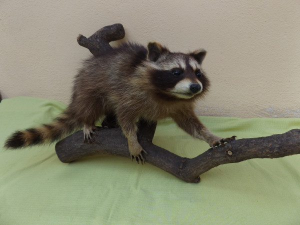 Waschbär Präparat