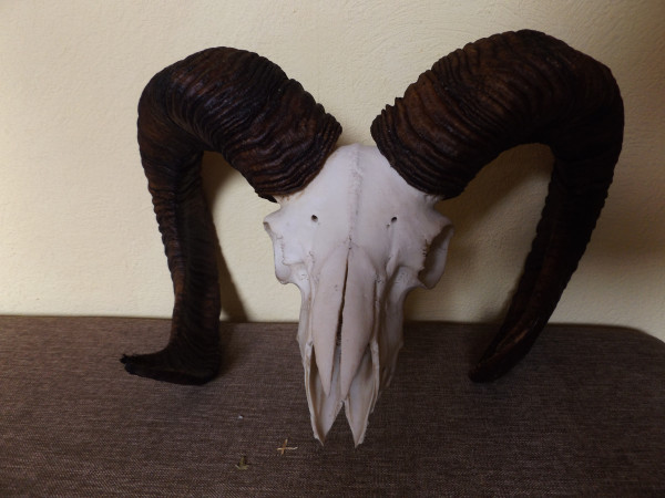 Mufflon Trophäe