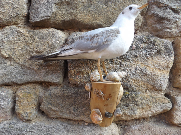 Möwe Präparat