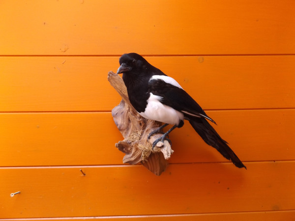 Elster-Vollpräparat