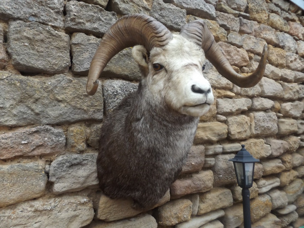 Widder Bighorn Präparat