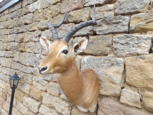 Impala Afrika Kopf - Schulter - Präparat