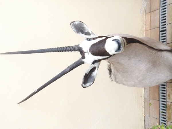 Oryx Kopfschulterpräparat
