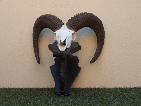 Mufflon Trophäe
