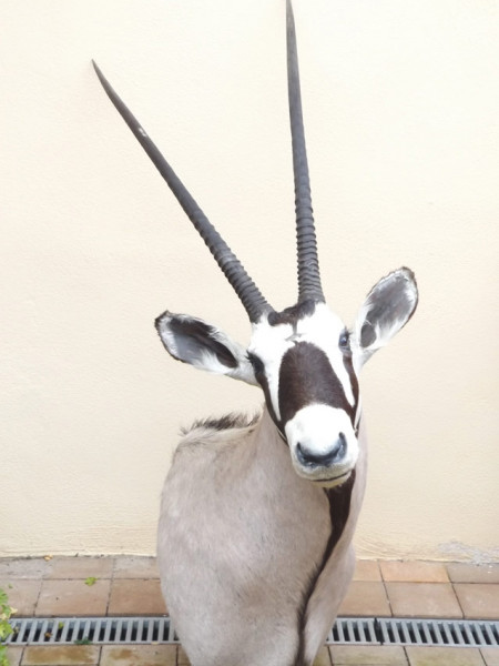 Oryx Kopfschulterpräparat