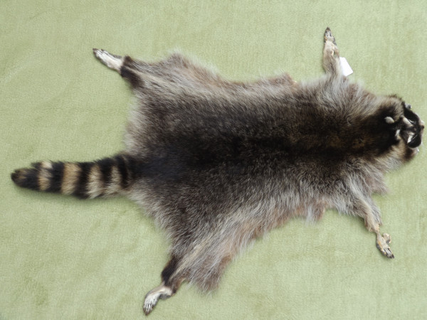 Waschbär Fell