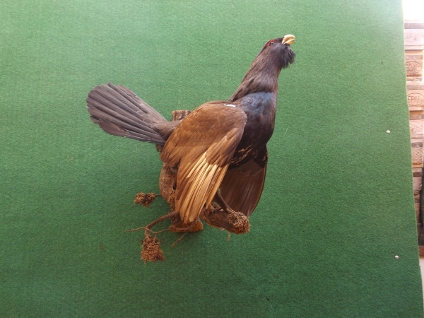 Auerhahn Vollpräparat