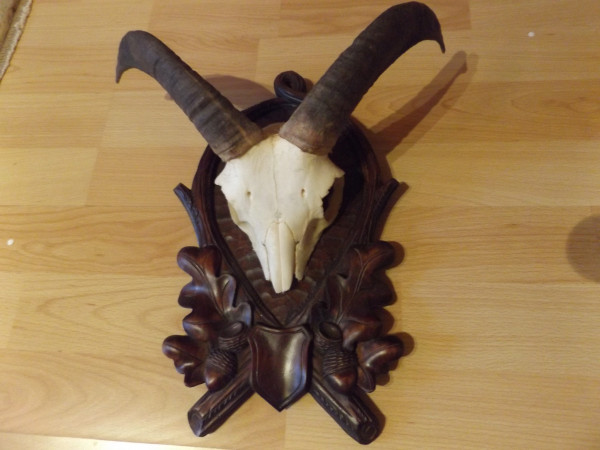 kleine Mufflon Trophäe ( Teufelchen)