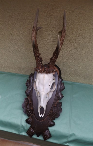 Rehbocktrophäe auf Brett, sechser