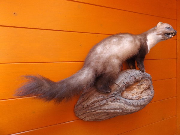 Steinmarder-Vollpräparat