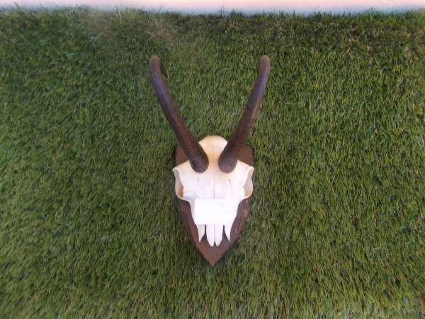Gamsbocktrophäe
