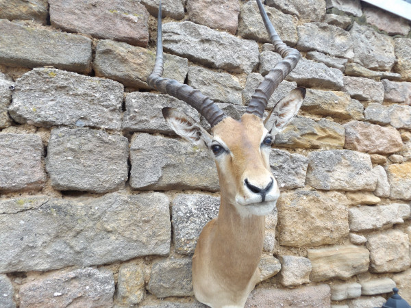 Impala Afrika Kopf - Schulter - Präparat