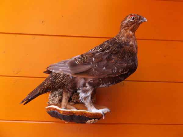 Moorhuhn schottisch