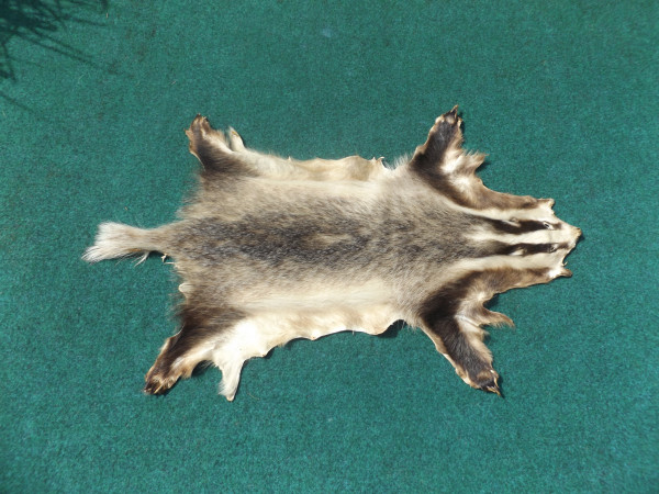 Dachsfell