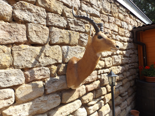 Impala, Kopf-Schulter-Präparat