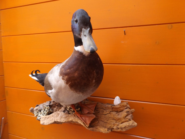 Stockentenerpel-Vollpräparat