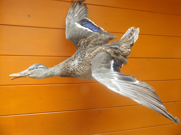 Enten Vollpräparat