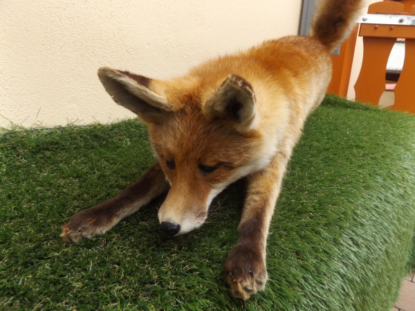 Fuchs Präparat hängend