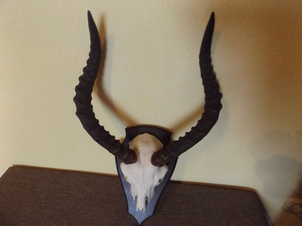Impala Trophäe Afrika